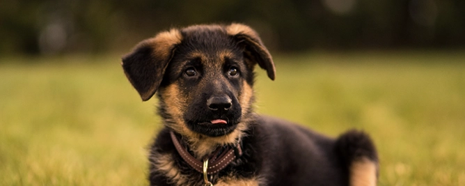 hond bella