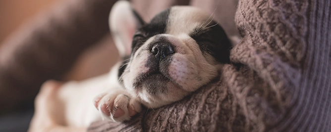 hond milo