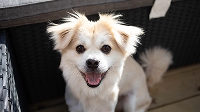 hond die lacht naar de camera kijkt