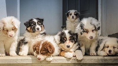 een groep puppy's