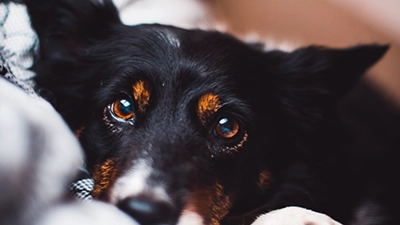 hond die triestig in de camera kijkt