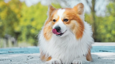hond charlie